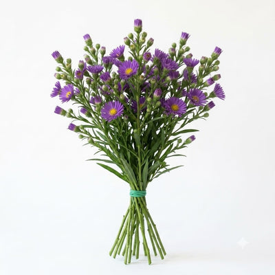 Aster (10)
