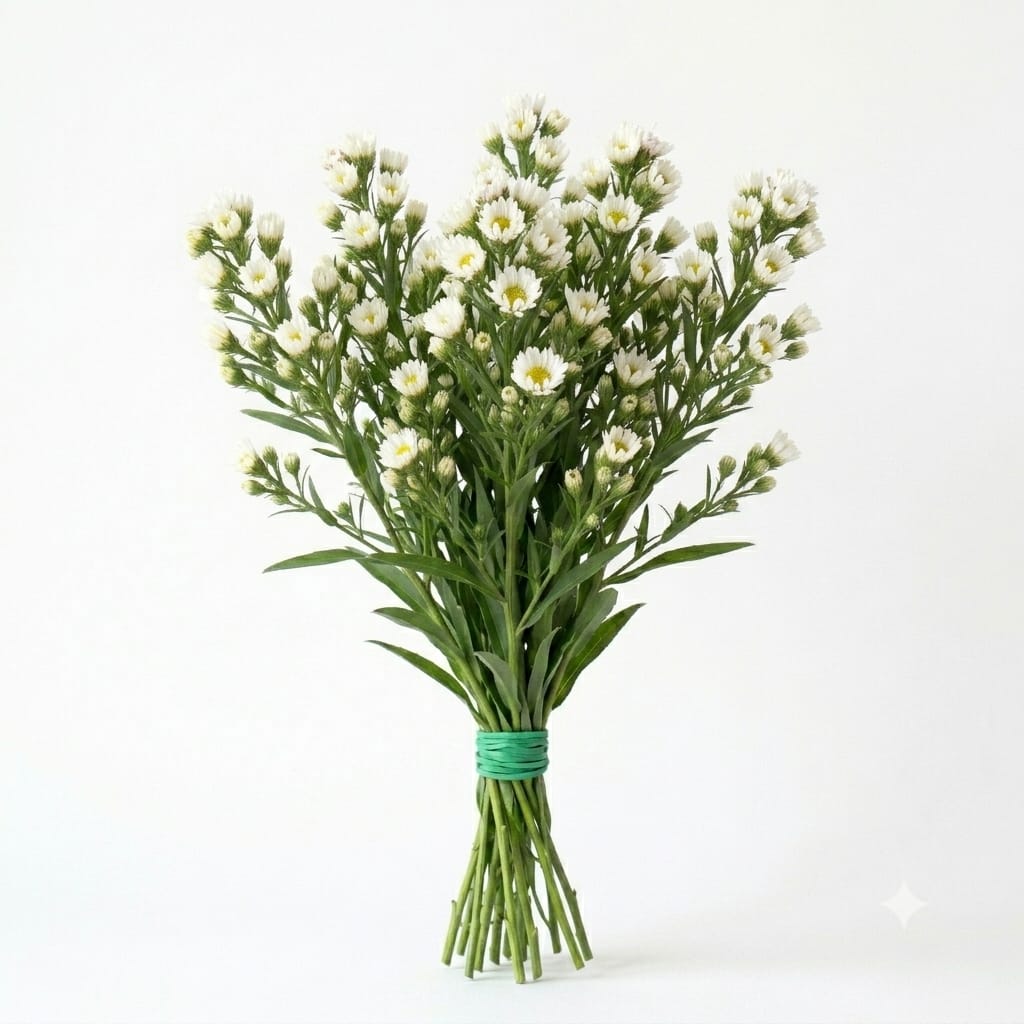 Aster