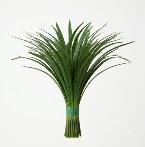 Lily grass