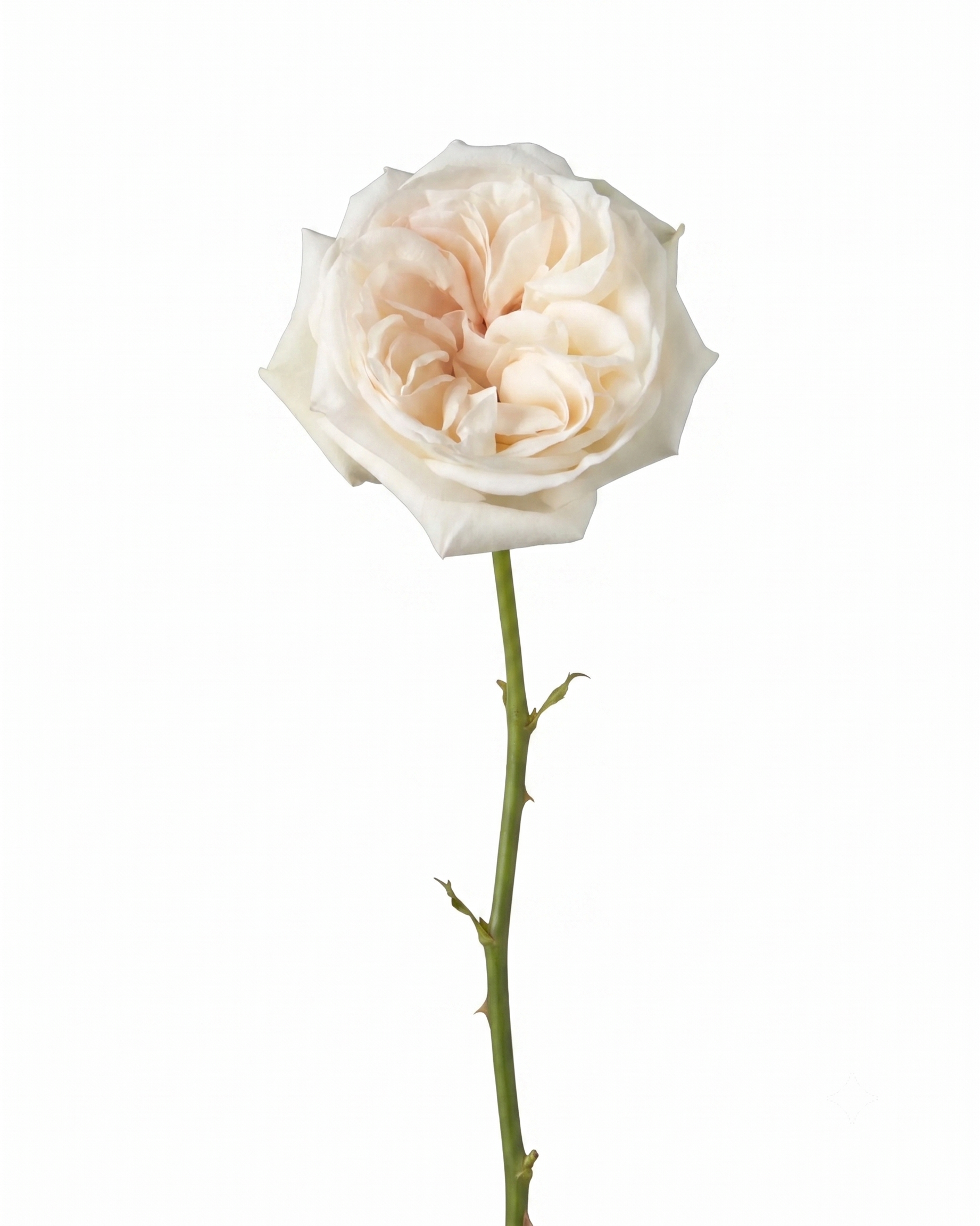 Garden Roses