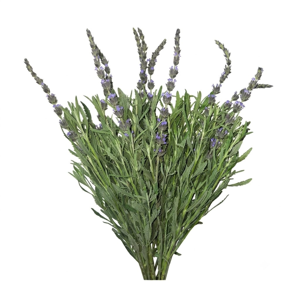 Lavanda flower