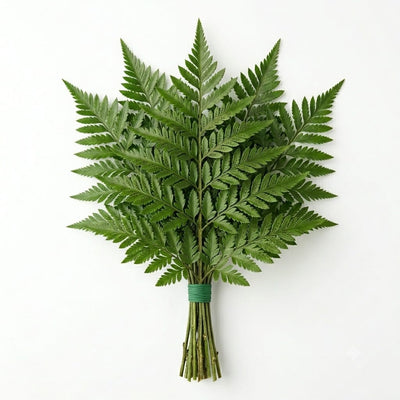 Leather leaf (10)