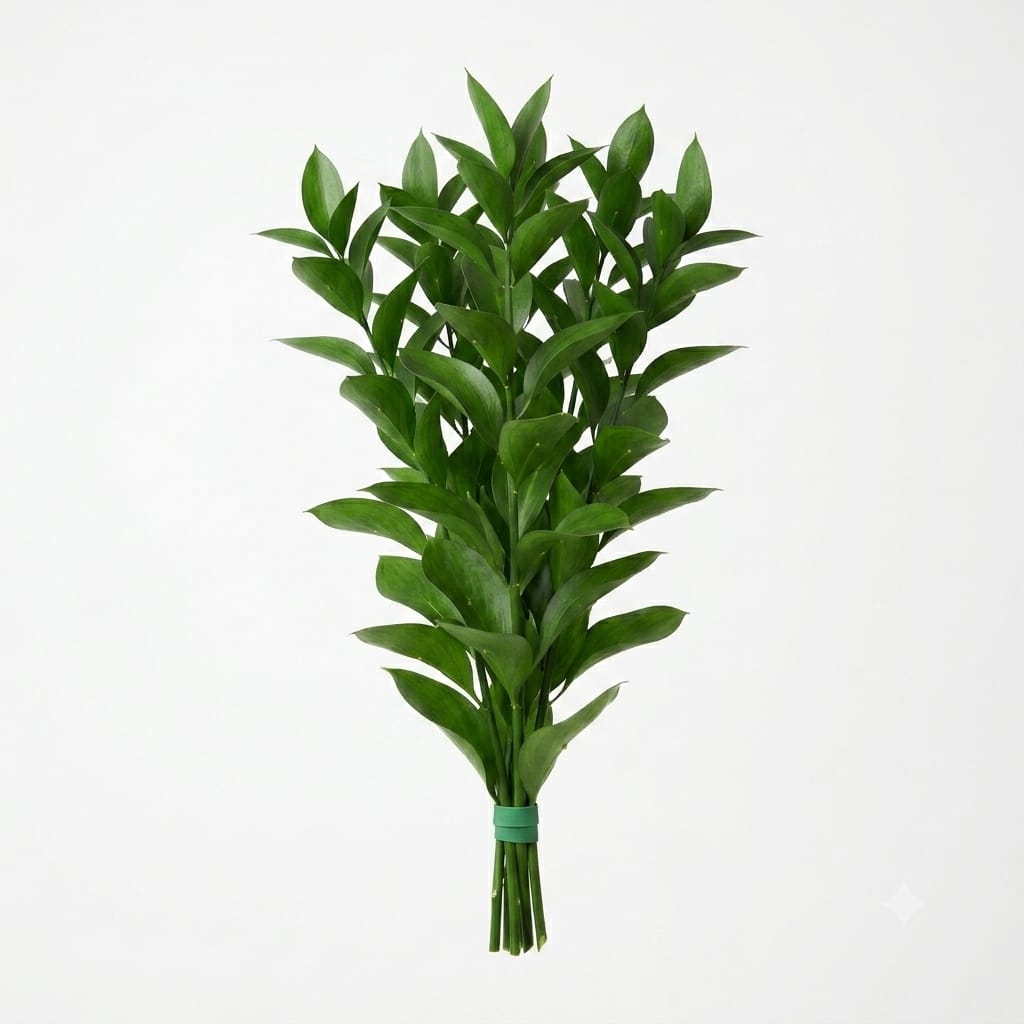 Ruscus