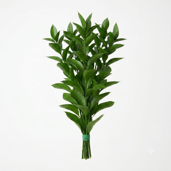 Ruscus