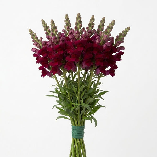 Snap dragon