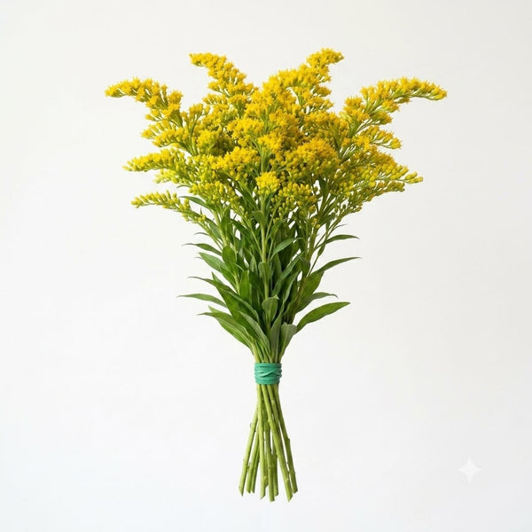 Solidago Golden Glory