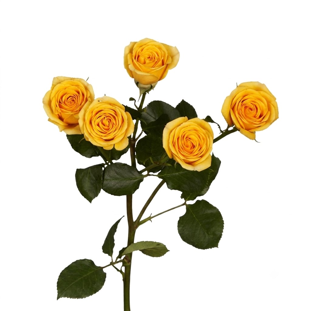 Spray Roses