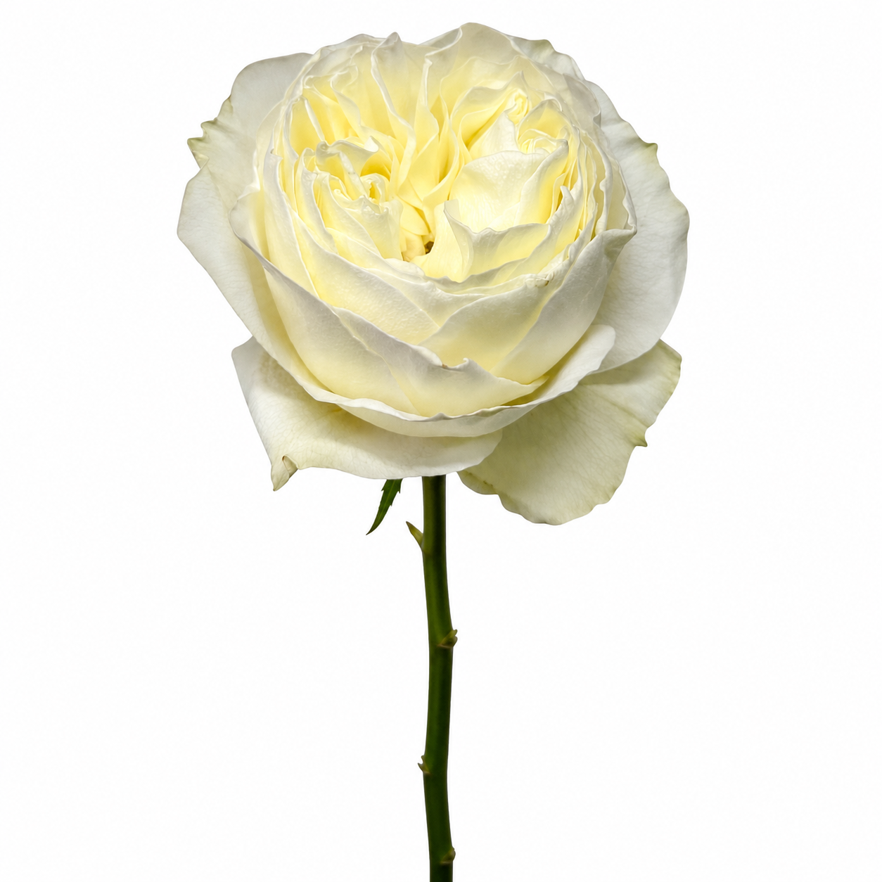 Garden Roses