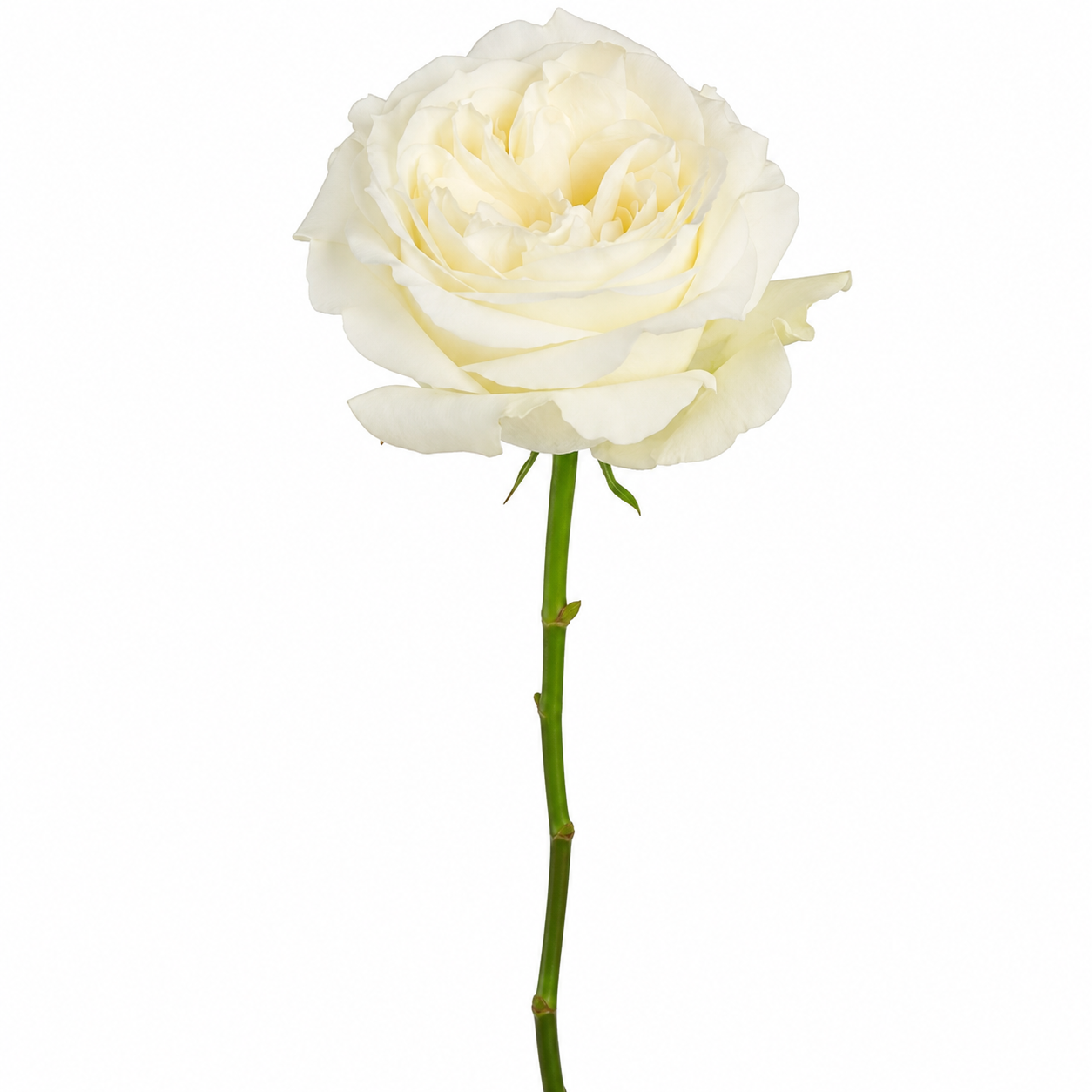 Garden Roses
