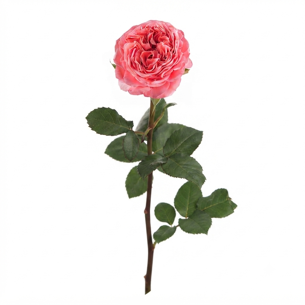 Garden Roses