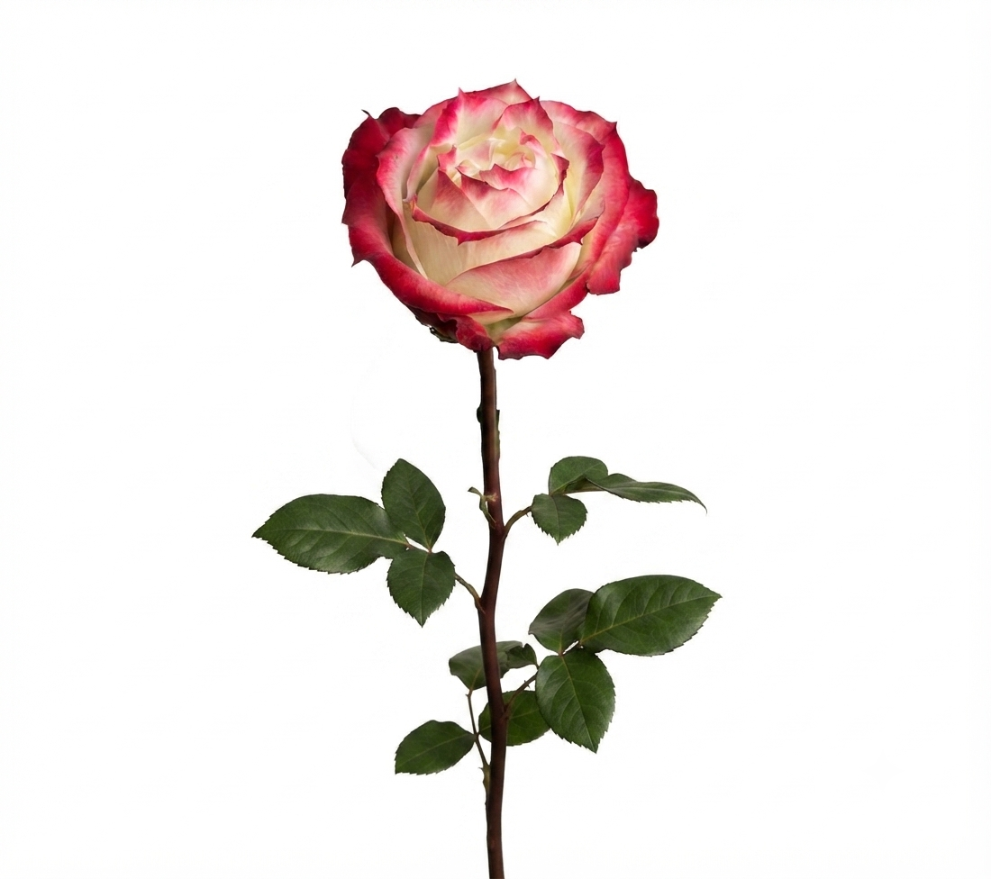 Garden Roses
