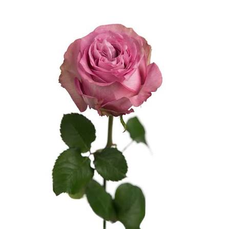 Super premium roses