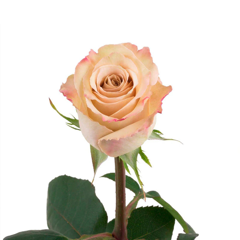 Super premium roses