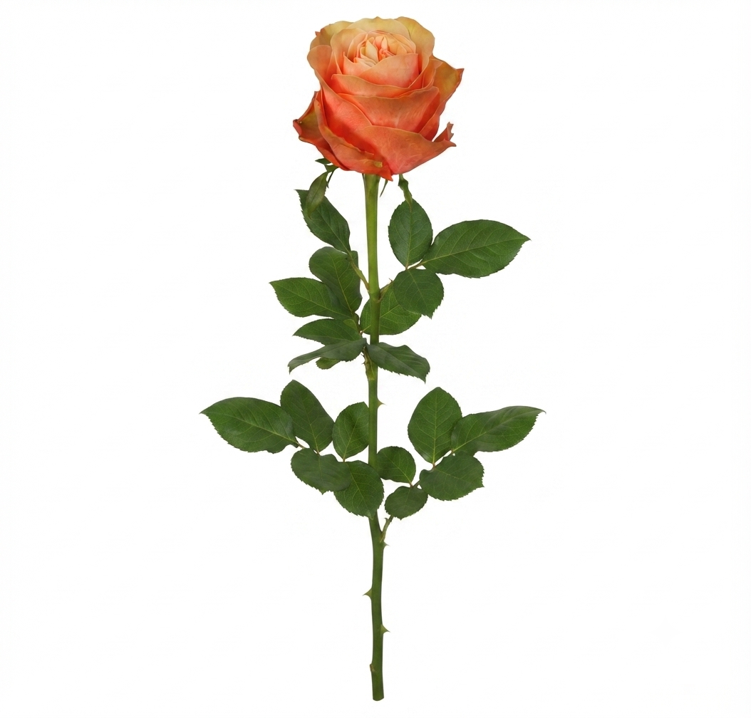 Super premium roses